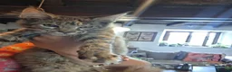 Maine Coon gatti in vendita: Gattina maine coon - Annuncio 2