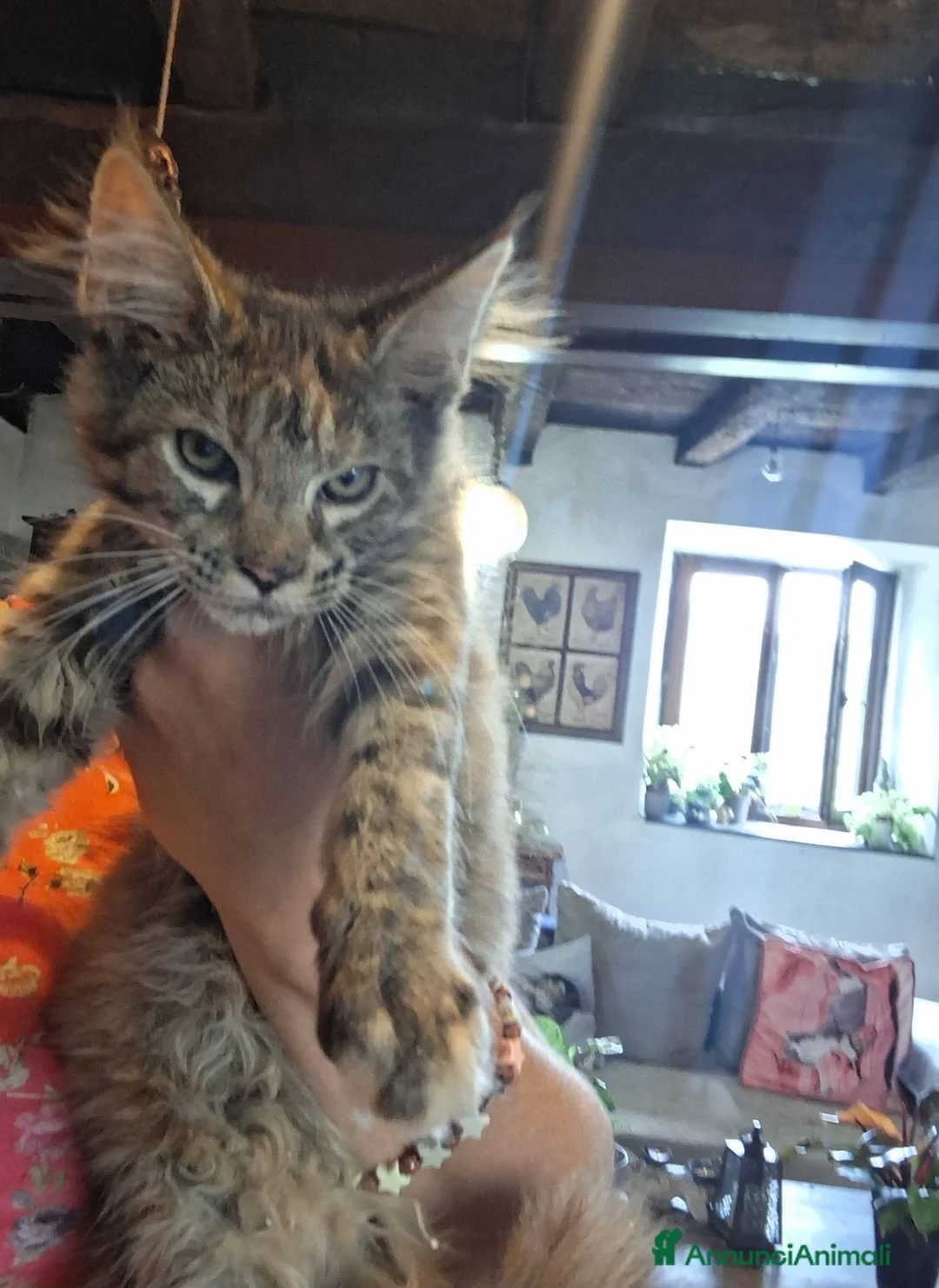 Maine Coon gatti in vendita: Gattina maine coon - Annuncio 2