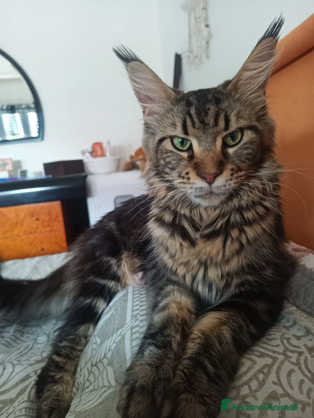 Maine Coon gatti in vendita: Cucciola Maine coon  - Annuncio 2