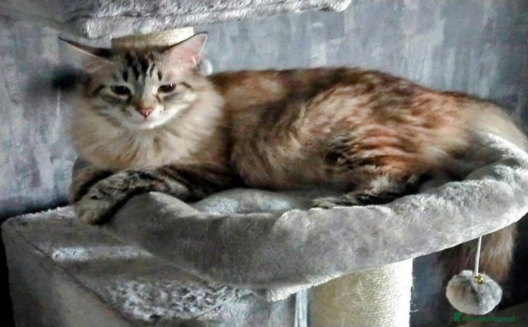 Siberiano gatti a Città Metropolitana di Torino - Annuncio 2