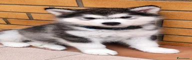 Alaskan Malamute Cucciolo 1