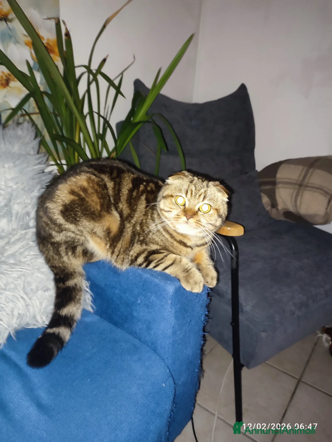 Altre razze gatti per accoppiamento:  Scottish fold  - Annuncio 5