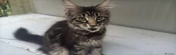 Maine Coon gatti in vendita: Cucciolo di maine coon dolcissimo  - Annuncio 9