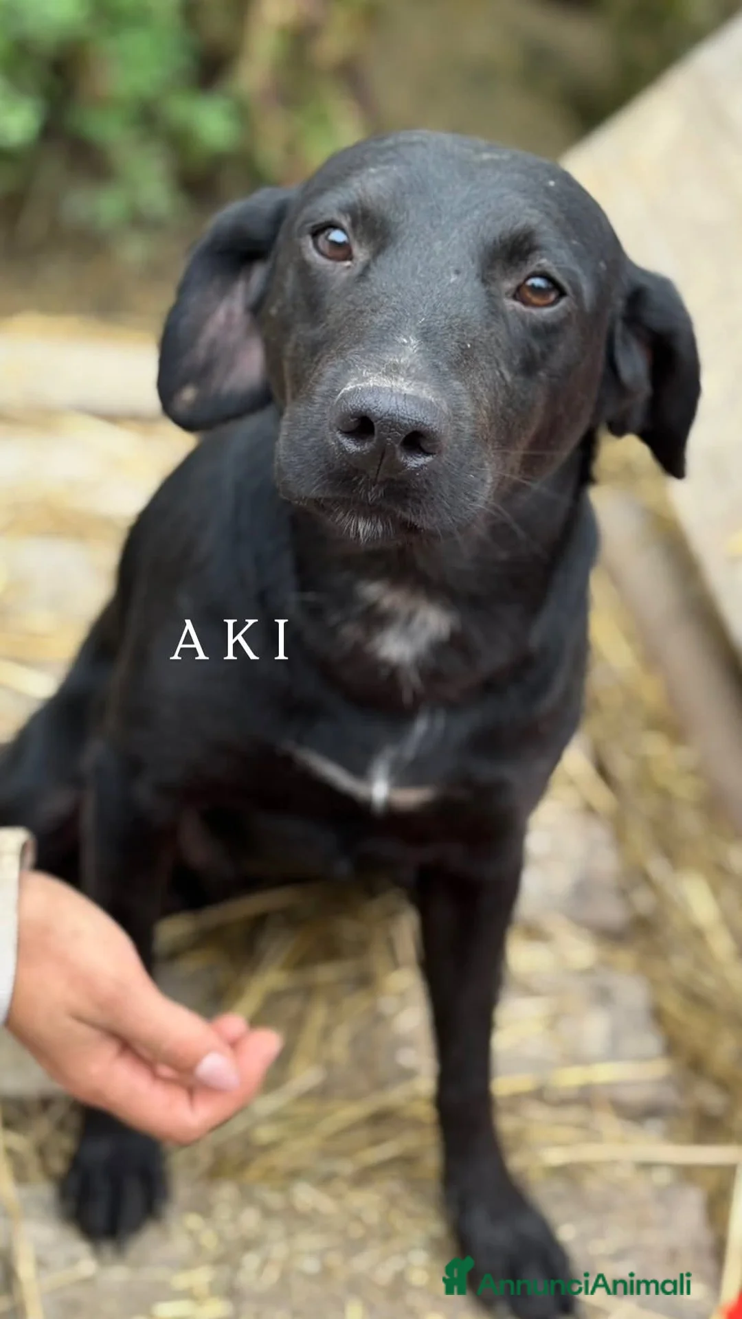 Meticcio cani in regalo: Cani TOTAL BLACK: i cani invisibili!  - Annuncio 1