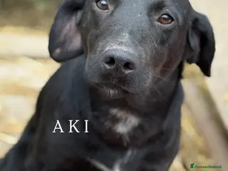 Meticcio cani Cani TOTAL BLACK: i cani invisibili! - Annuncio 9