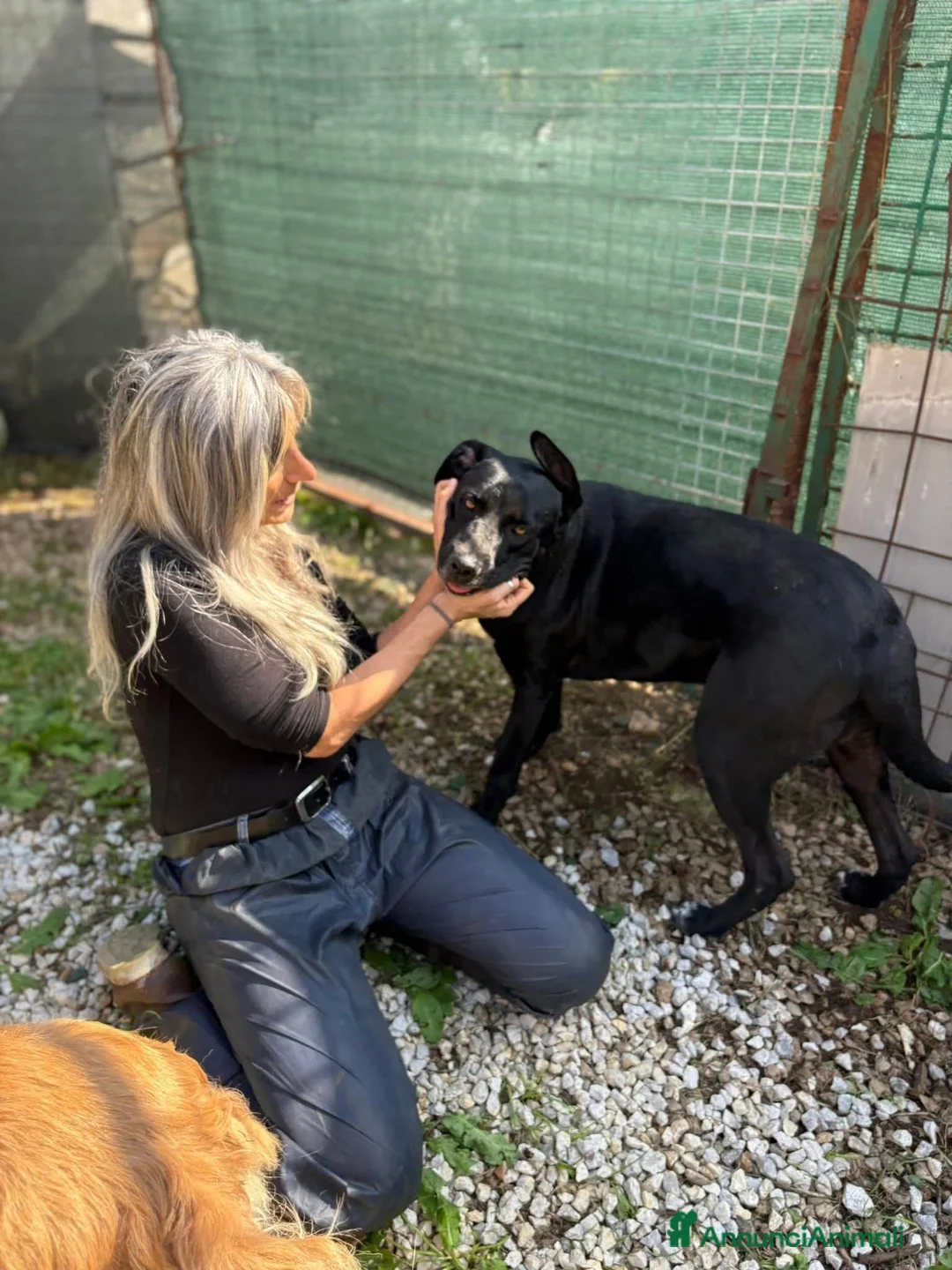 Meticcio cani in regalo: Dolcissima! bellissima! 2 anni  - Annuncio 2