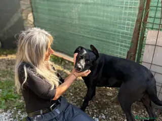 Meticcio cani Dolcissima panterona 2 anni - Annuncio 1