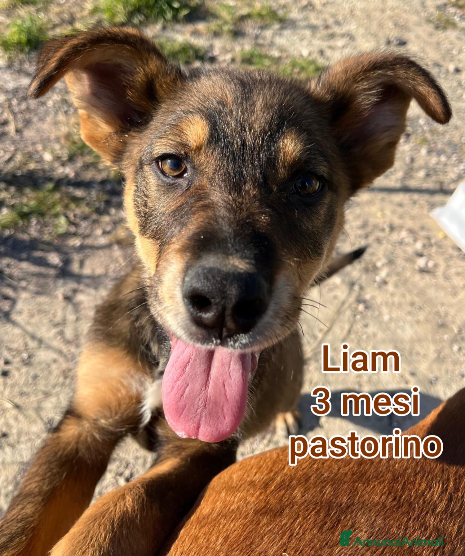 Meticcio cani CUCCIOLI BISOGNOSI: URGENTE  a Città Metropolitana di Torino - Annuncio 12