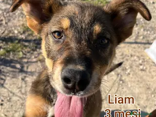 Meticcio cani CUCCIOLI BISOGNOSI: URGENTE a Città Metropolitana di Torino - Annuncio 16