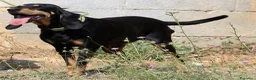 Meticcio cani in regalo: Bea dolcissima segugetta 5 anni in adozione  - Annuncio 7