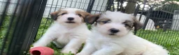 Jack Russell cani in vendita: Cucciolata jack Russell pelo ruvido pedigree - Annuncio 1