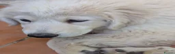 Pastore Abbruzzese Maremmano cani in regalo: cuccioli maremmani - Annuncio 1