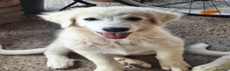 Pastore Abbruzzese Maremmano cani in vendita: Cuccioli di pastore maremmano - Annuncio 1