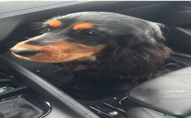 Cocker cani a Città Metropolitana di Napoli - Annuncio 5