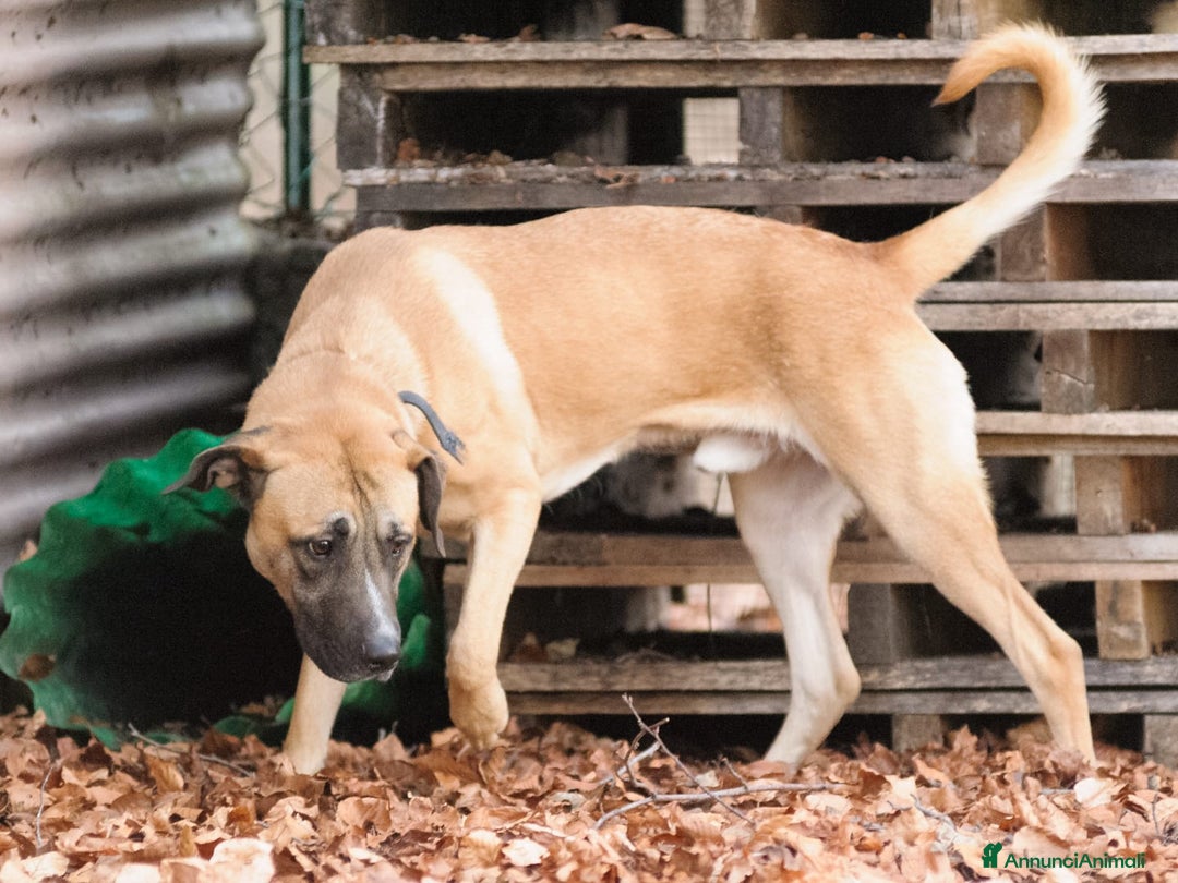 Altre razze cani in regalo: argo  - Annuncio 3
