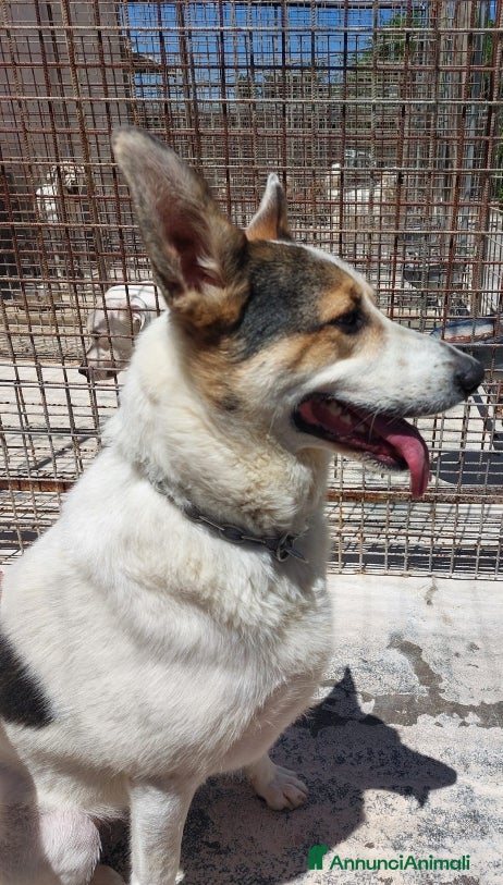 Meticcio cani BALU', cerca casa - Annuncio 15