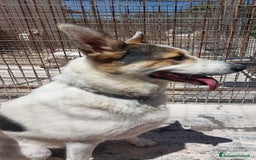 Meticcio cani in regalo: BALU', cerca casa - Immagine 1