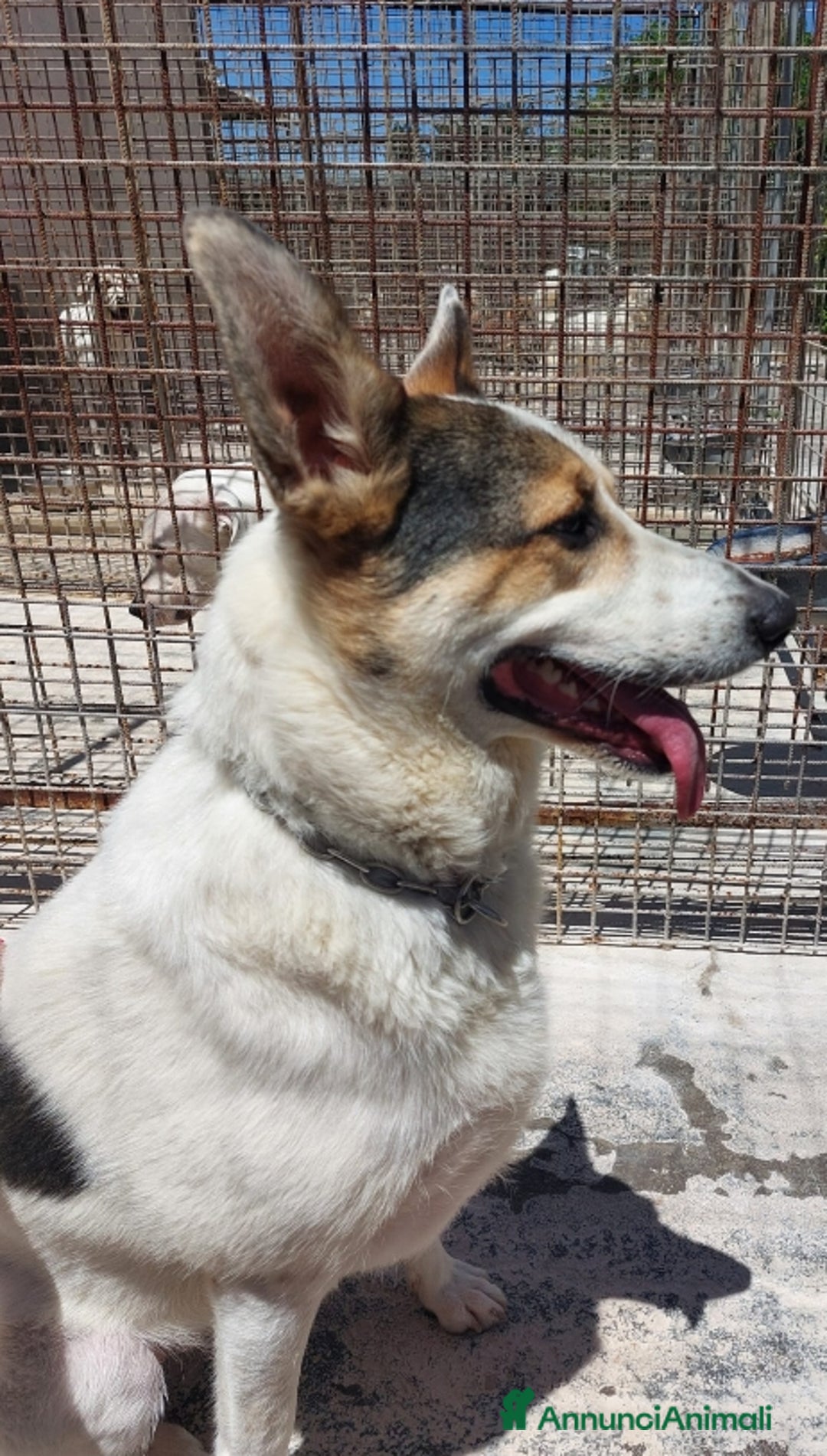 Meticcio cani in regalo: BALU', cerca casa - Immagine 1