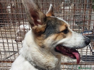 Meticcio cani BALU', cerca casa - Annuncio 17