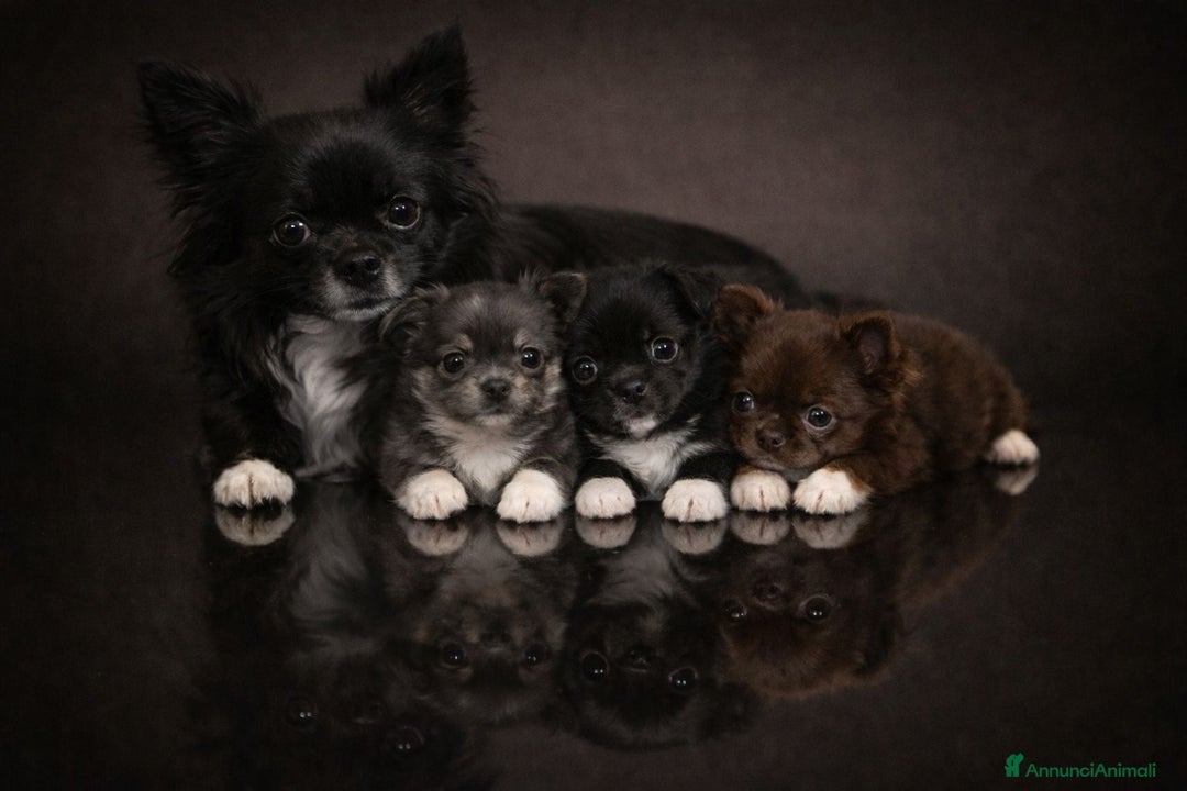 Chihuahua cani in vendita: Chihuahua pelo lungo  - Annuncio 4