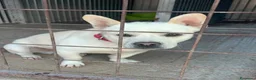 Meticcio cani in regalo: Fischietto - Annuncio 2