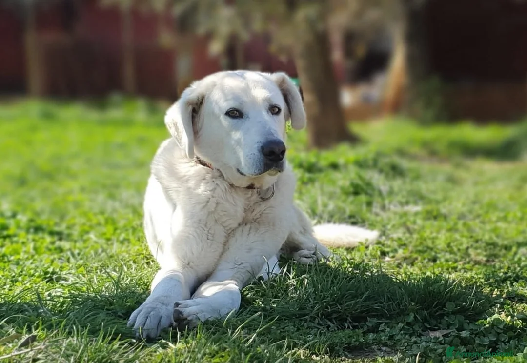 Meticcio cani in regalo: Achille, una nuvola bianca a Pomezia - Annuncio 5