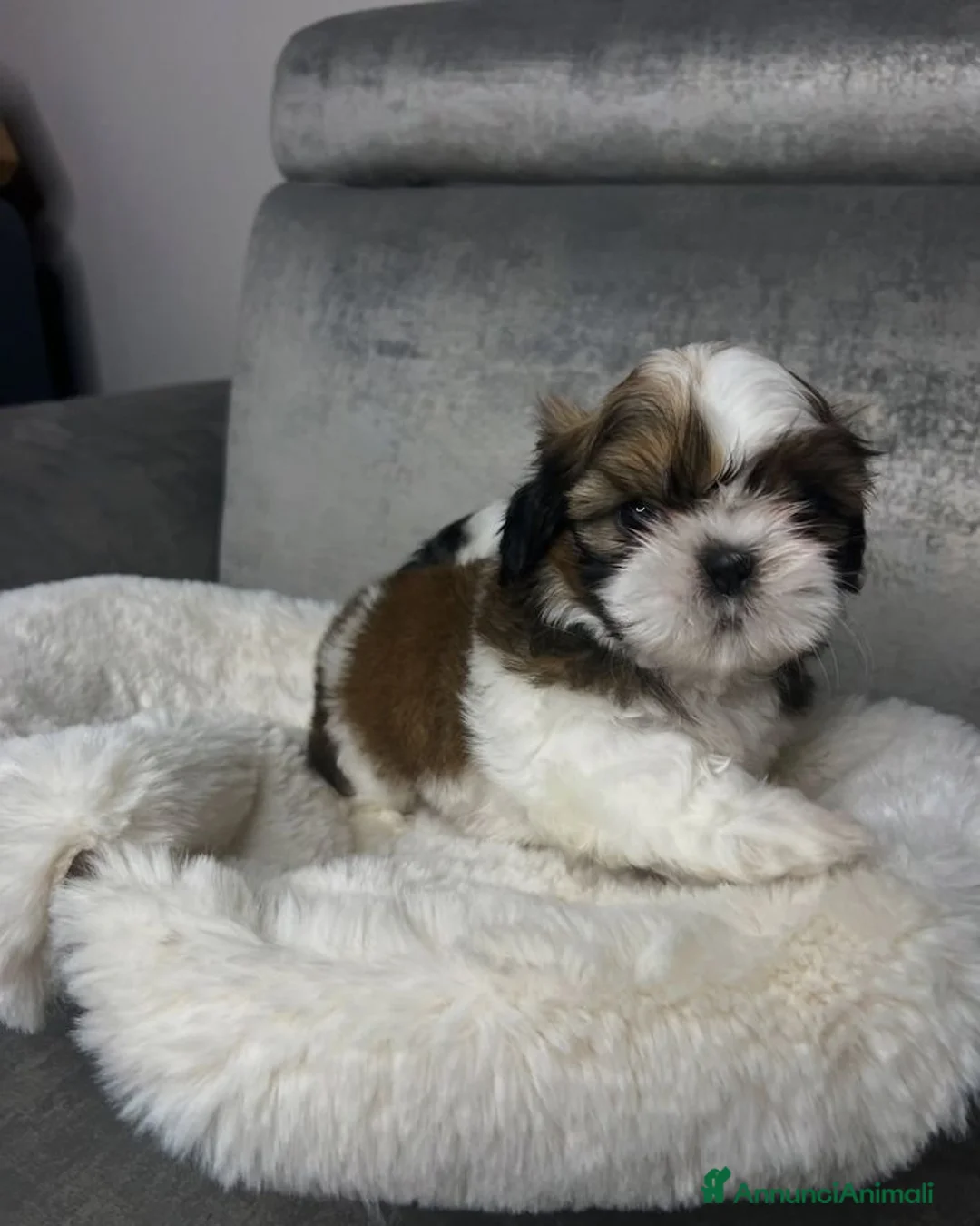 Shih Tzu cani in vendita: Cuccioli di Shih Tzu a Città Metropolitana di Torino - Annuncio 7