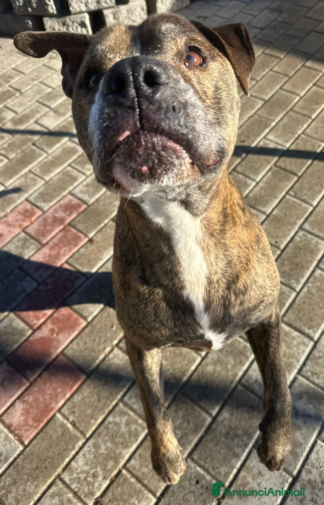 Meticcio cani in regalo: THOR PIT GENTILE - Annuncio 5