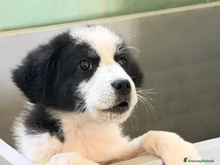 Meticcio cani Kim maschio tg media - Annuncio 9