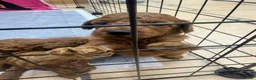Barboncino cani in vendita: Cuccioli Barboncino - Annuncio 4