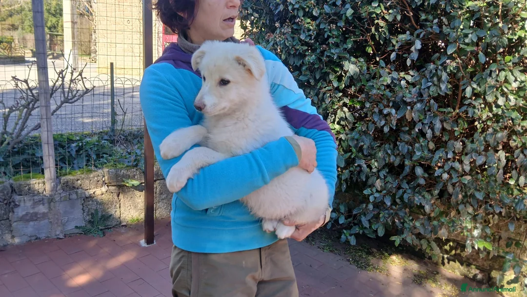 Meticcio cani in regalo: IL BELLISSIMO FEBO TI STA ASPETTANDO, IN ADOZIONE - Annuncio 2