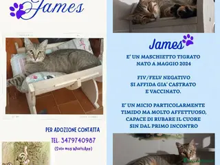 Europeo gatti JAMES dolce micio in adozione! - Annuncio 9