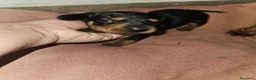 Bassotto Nano cani in vendita: Bassotto nero focato a Città metropolitana di Milano - Annuncio 12