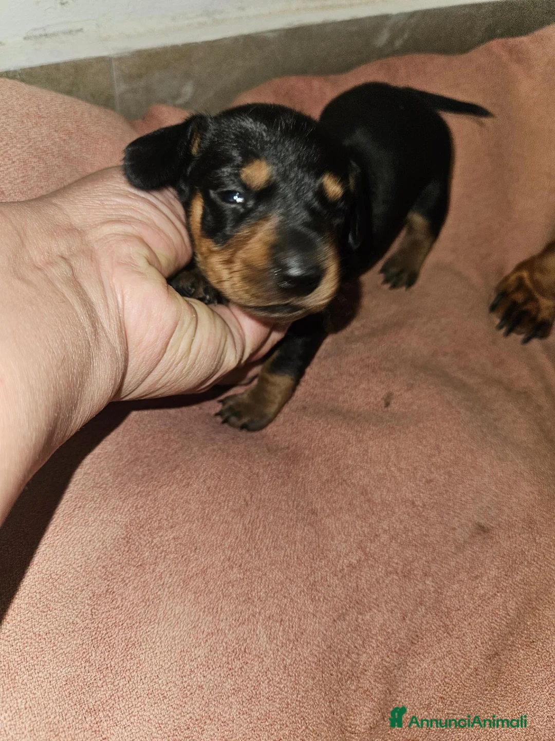 Bassotto Nano cani in vendita: Bassotto nero focato a Città metropolitana di Milano - Annuncio 12