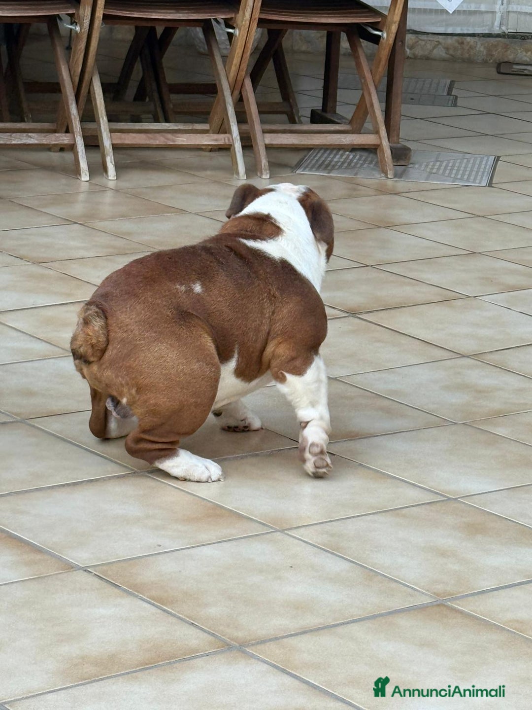 Bulldog cani in vendita: Vendo Bulldog Inglese Maschio a Provincia di Lecce - Immagine 6