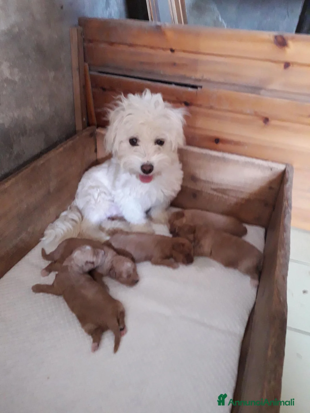 Maltipoo cani in vendita: Maltipo maschio  - Annuncio 1
