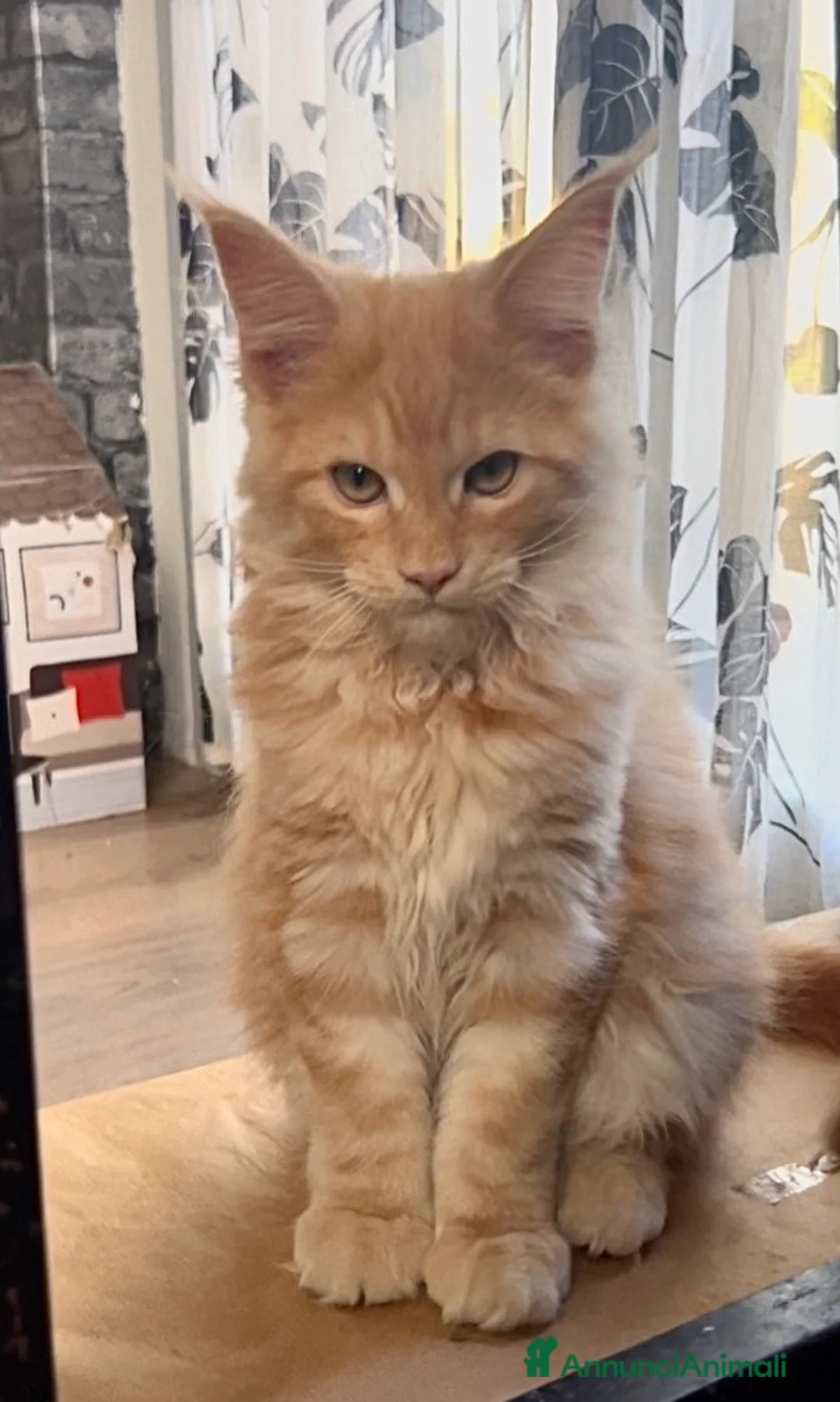 Maine Coon gatti in vendita: Cucciolo di Maine Coon red, genitori testati a Provincia di Reggio Emilia - Annuncio 2