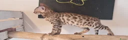 Bengala gatti in vendita: Gatti Bengala cuccioli a Città Metropolitana di Venezia - Annuncio 6