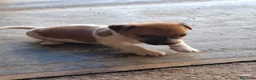 Jack Russell cani in vendita: Jack Russel a Libero consorzio comunale di Siracusa - Annuncio 4