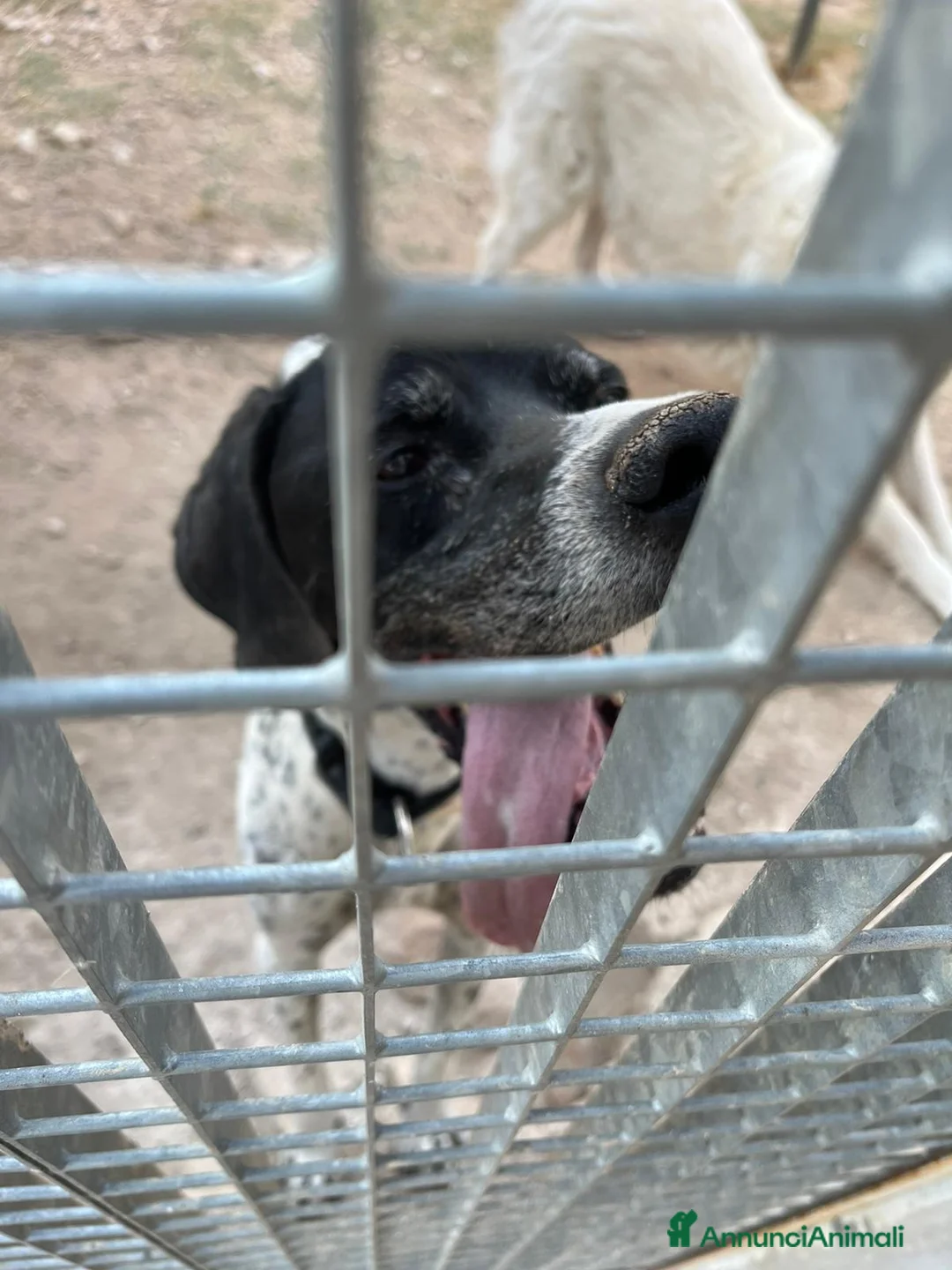 Pointer cani in regalo: DJANGO tenerissimo cane in adozione! - Annuncio 5