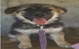 Altre razze cani in regalo: LUNA    - Immagine 4