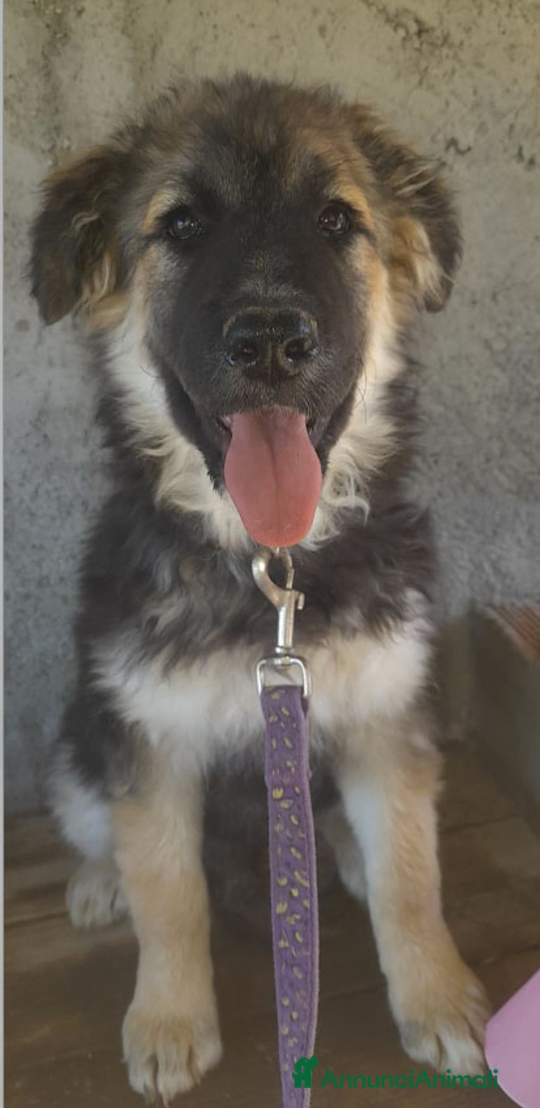 Altre razze cani in regalo: LUNA    - Immagine 4