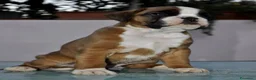 Boxer cani in vendita: BOXER CUCCIOLI VENDO-CUCCIOLI BOXER - Annuncio 11