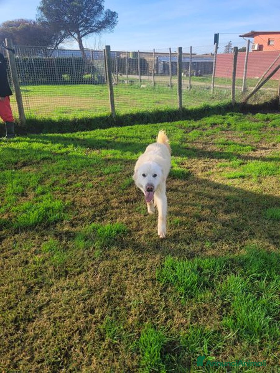Pastore Maremmano cani in regalo: Lucius, cucciolone di pastore maremmano - Annuncio 5