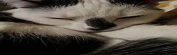 Meticcio gatti in regalo: Ciccio - Annuncio 4