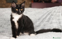 Maine Coon gatti in vendita: Cuccioli di razza Maine Coon pedigree ANFI a Livorno - Immagine 4