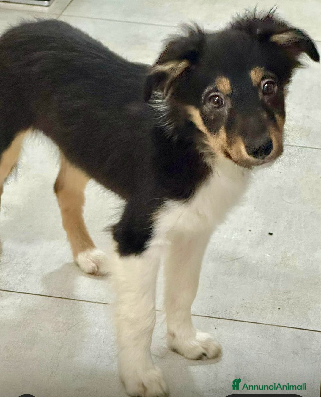 Border Collie cani in vendita: Border Collie - Annuncio 4