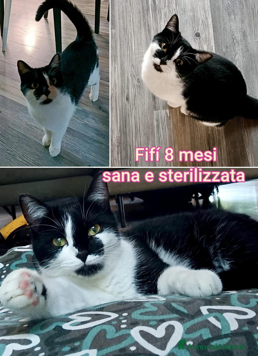 Altre razze gatti in regalo: ADOZIONI URGENTI PER QUESTI GATTINI  - Annuncio 8