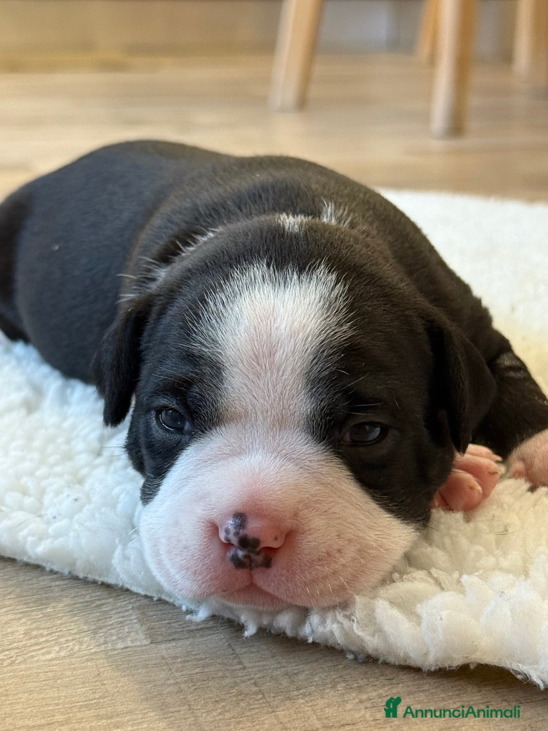 American Bully cani in vendita: Dolcissimi American Bully  - Immagine 7