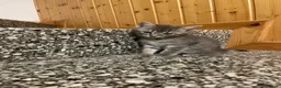 Meticcio gatti in vendita: Gattina giocosa  - Annuncio 4